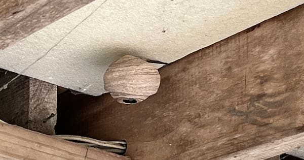 Hornet nests found 100m apart on Auckland's North Shore