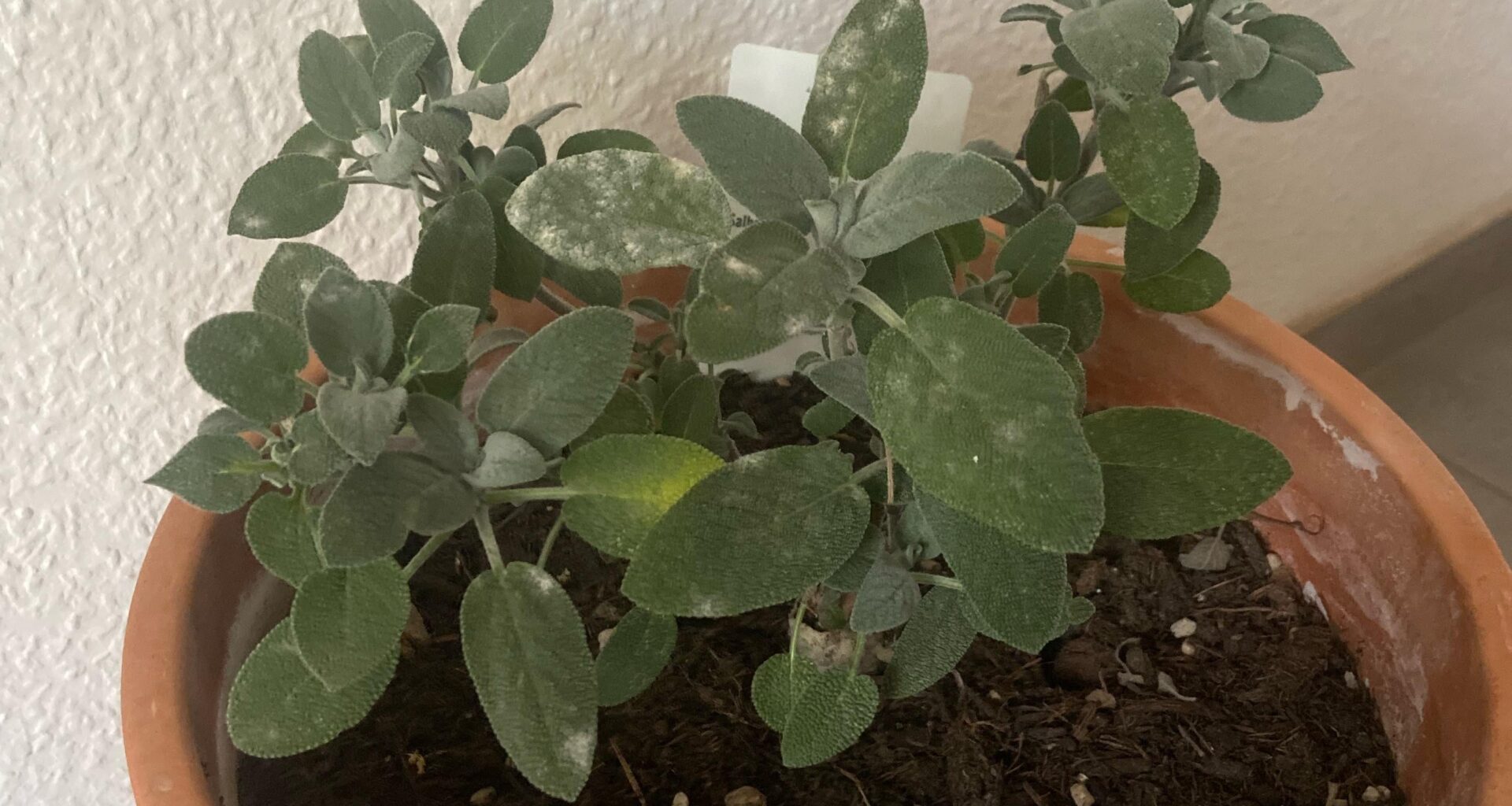 Was fehlt meinem Salbei?