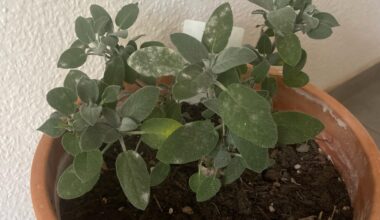 Was fehlt meinem Salbei?