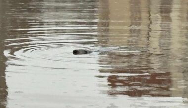 Seal spotted swimming in central Helsinki | Yle News