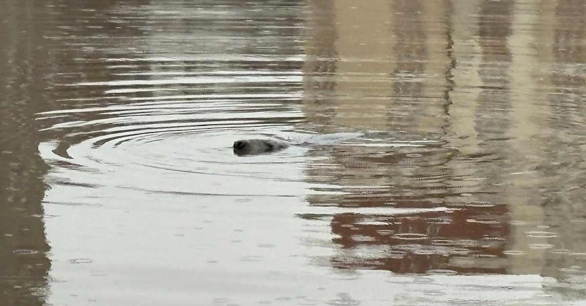 Seal spotted swimming in central Helsinki | Yle News