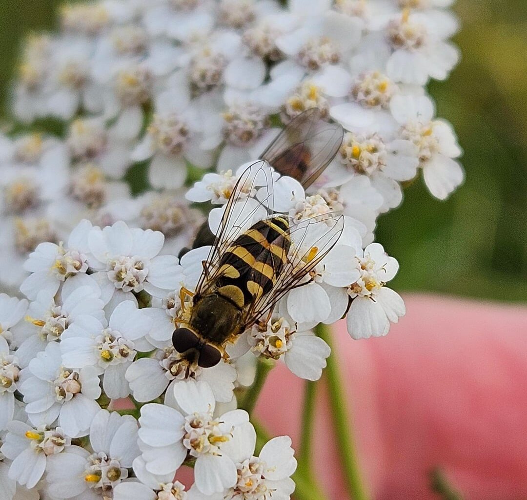 Dreierlei Schwebfliegen auf einer Schafgarbe