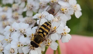 Dreierlei Schwebfliegen auf einer Schafgarbe