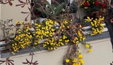 Wer weiß welche Pflanze das ist?