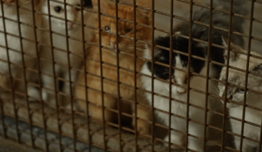 Help for Homeless Pets looking for more space in Billings