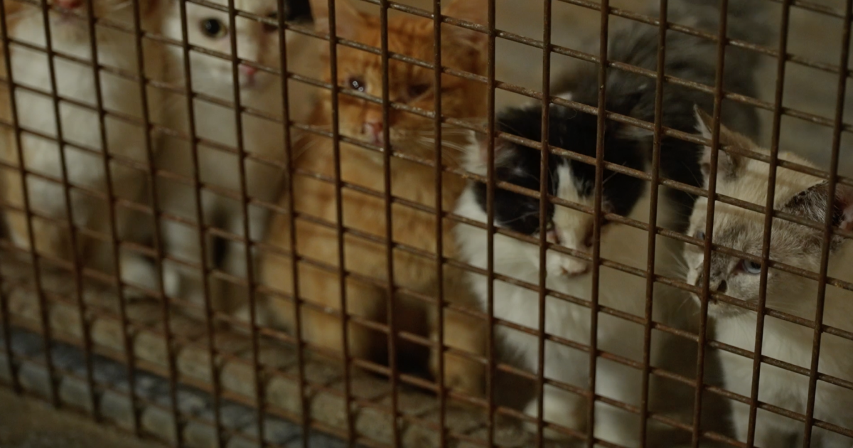 Help for Homeless Pets looking for more space in Billings