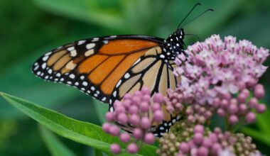 Trump administration seeks to roll back protections for imperiled species and habitat : NPR