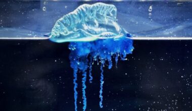New Portuguese man-of-war species discovered in Japan