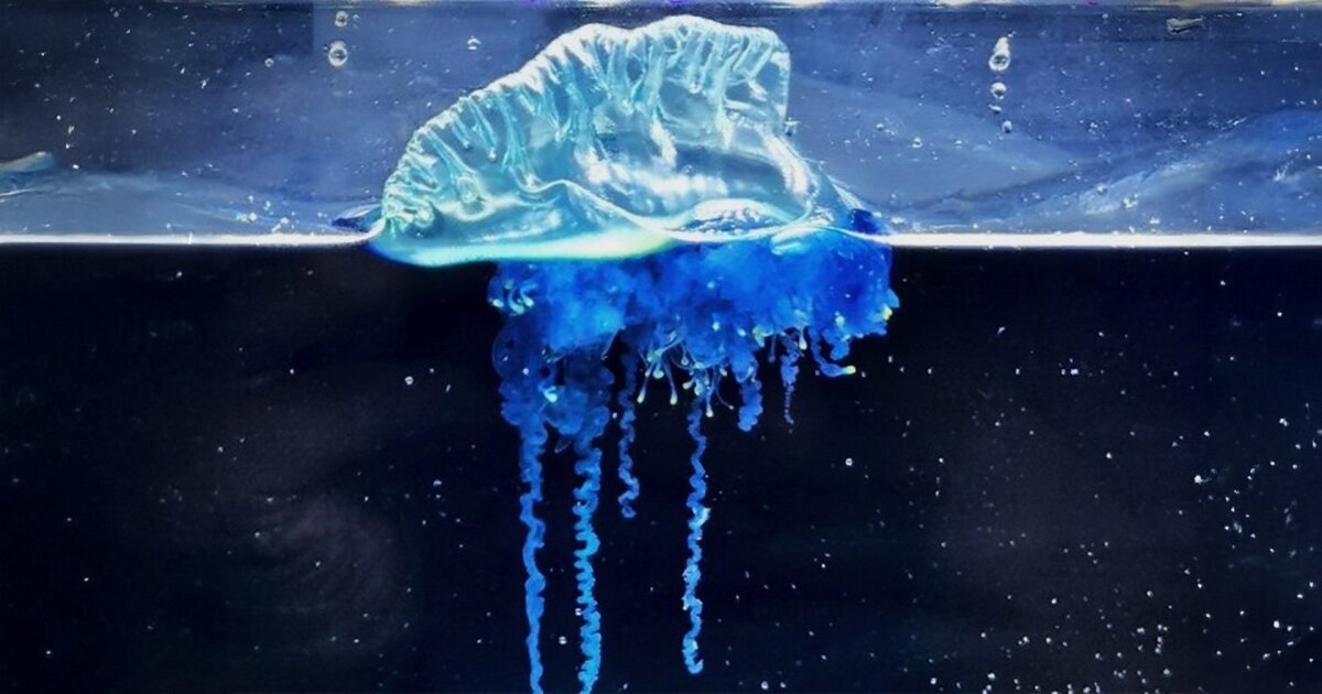 New Portuguese man-of-war species discovered in Japan