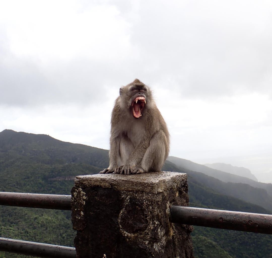 Ein Affe auf einer Aussichtsplattform