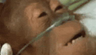 Kao da nisi ni jeo...