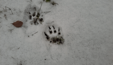 Wer war bei uns im Garten?