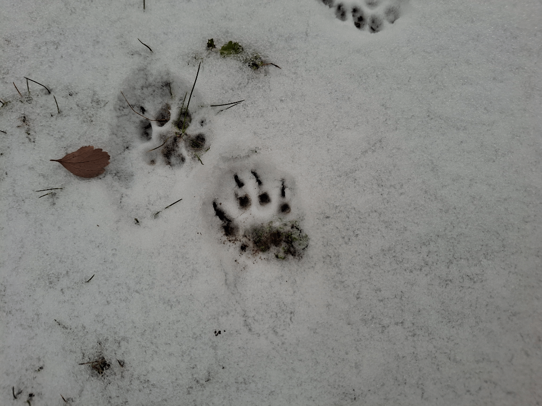 Wer war bei uns im Garten?
