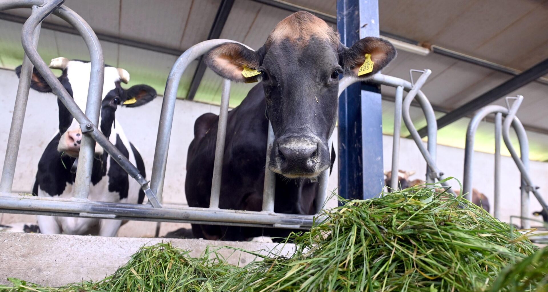 Svaki dan uvezemo 700.000 litara mlijeka, čak i Luksemburg proizvodi više od Hrvatske