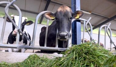 Svaki dan uvezemo 700.000 litara mlijeka, čak i Luksemburg proizvodi više od Hrvatske