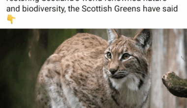 Reintroducing Lynx would be a crucial step in restoring Scotland’s world-renowned nature and biodiversity, the Scottish Greens have said 👇
