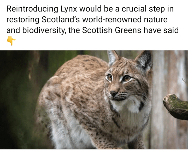 Reintroducing Lynx would be a crucial step in restoring Scotland’s world-renowned nature and biodiversity, the Scottish Greens have said 👇