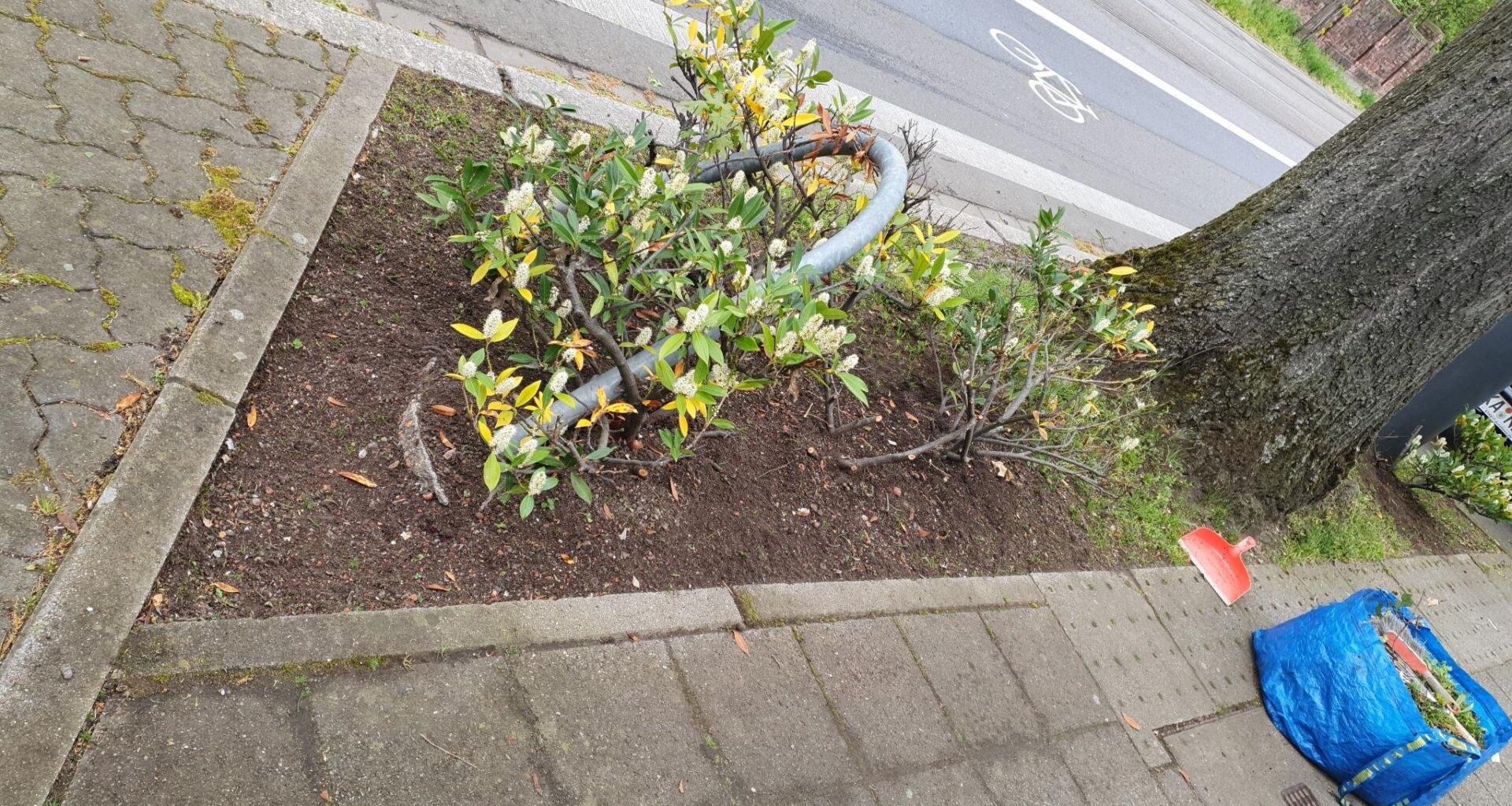 Welche Pflanze wird hier überleben?