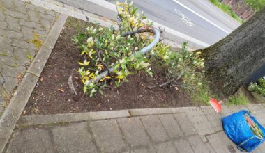 Welche Pflanze wird hier überleben?