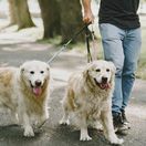 venčenie, pes, psy, vôdzka, zvieratá, domáci miláčik,