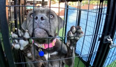 Tampa animal rescue overwhelmed with pets abandoned amid immigration departures