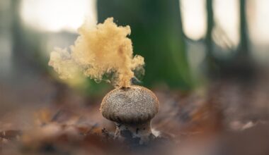 Pilz-Explosion im Wald