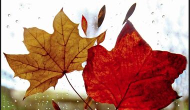 Καιρός: Βροχές και καταιγίδες μέχρι την Πέμπτη – Βελτίωση την Παρασκευή, νέα επιδείνωση το Σάββατο – Πρόγνωση από τον Χρ. Παρανό