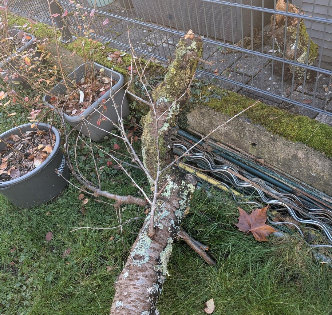 Großer Ast bricht ab - warum?