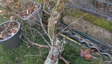 Großer Ast bricht ab - warum?