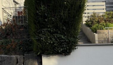 Wem gehört diese Hecke?