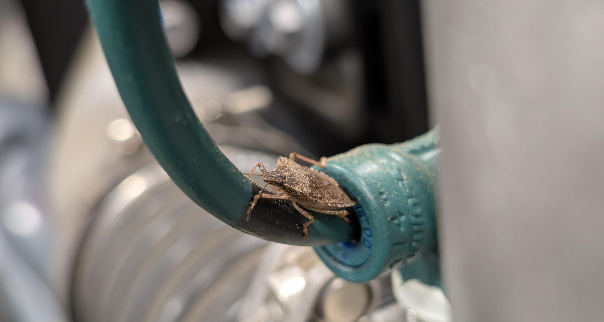 Dieser kleine Kerl will mir bei der Arbeit helfen.