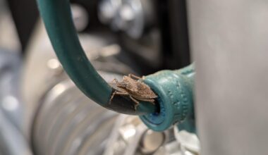 Dieser kleine Kerl will mir bei der Arbeit helfen.