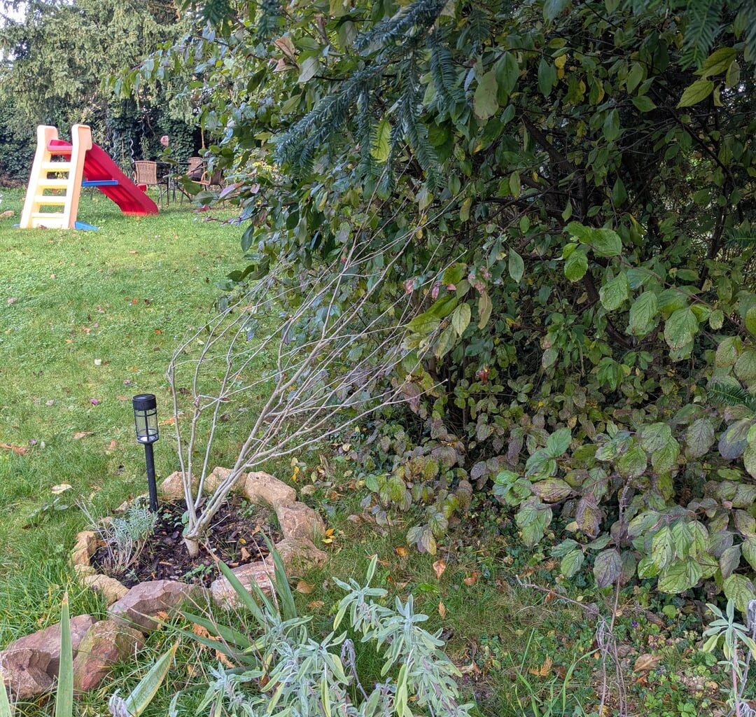 Wann und wie den Hibiscus schneiden?