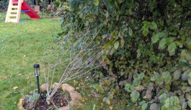 Wann und wie den Hibiscus schneiden?