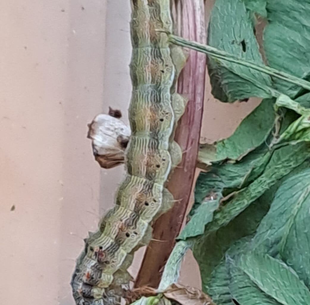 Kann jemand diese Raupe identifizieren? Habe sie vor der Kälte gerettet und würde sie gerne füttern - aber womit?