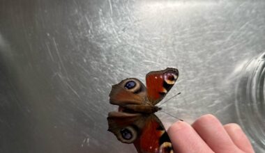 Dieser Schmetterling ist seit heute Morgen in meiner wohnung und fliegt augenscheinlich nicht mehr. Was benötigt er zu essen oder was soll ich machen?