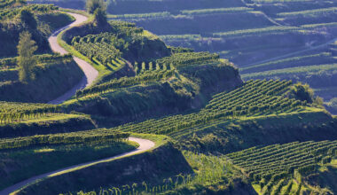 Andrew Jefford Investigates: Is Germany truly the new 'Pinot Paradise' for wine Lovers?