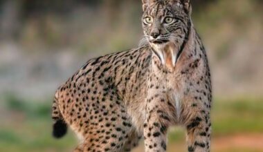 Wild female Iberian Lynx in Spain