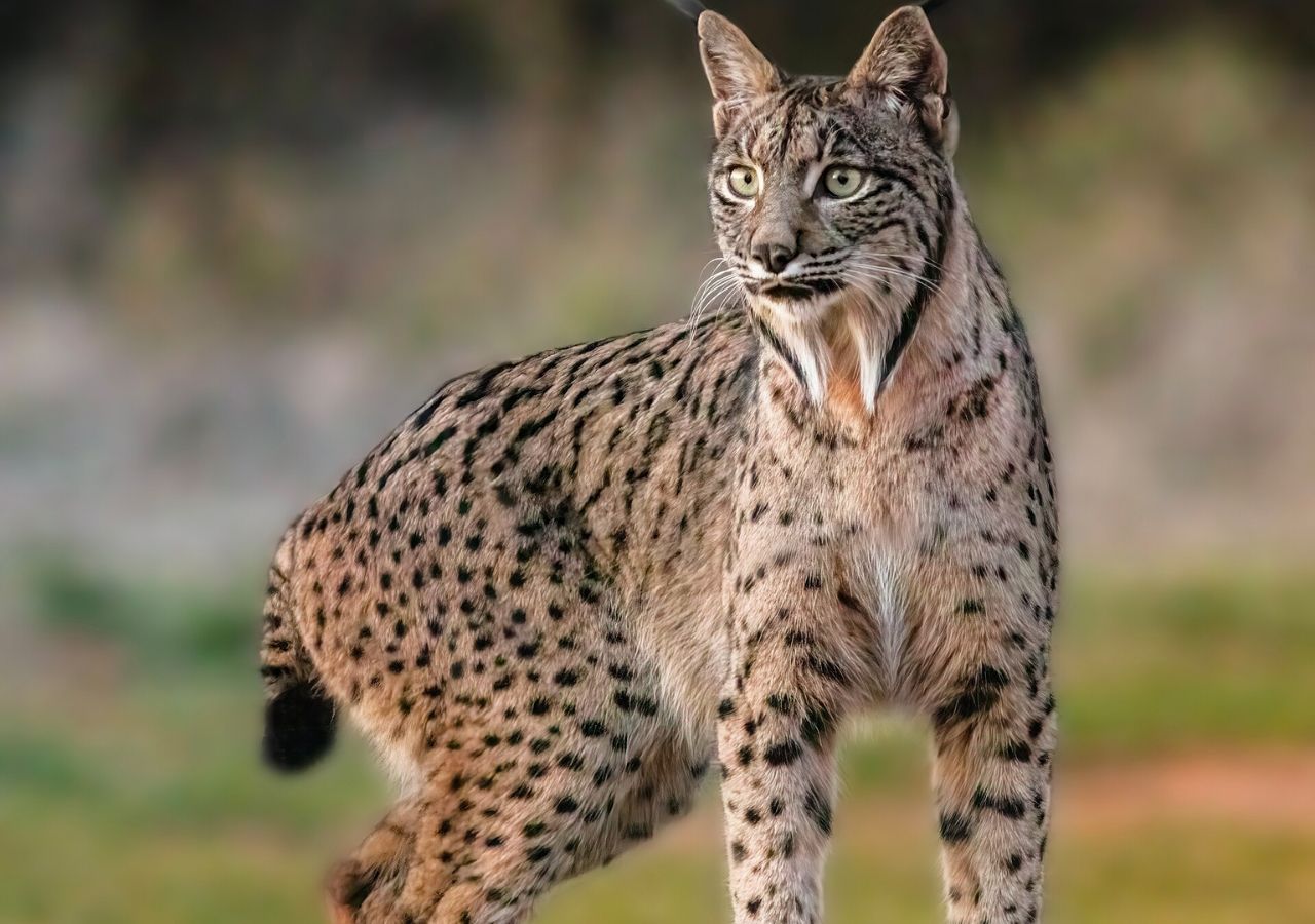 Wild female Iberian Lynx in Spain