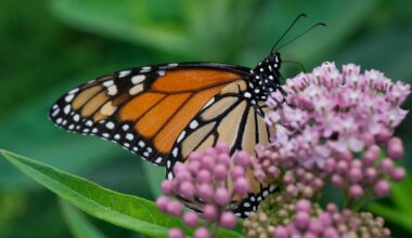 Trump administration revives rollbacks of species protections from first term