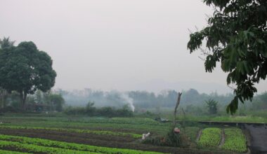 American man and son die after suffering stings from swarm of wasps ziplining in Laos