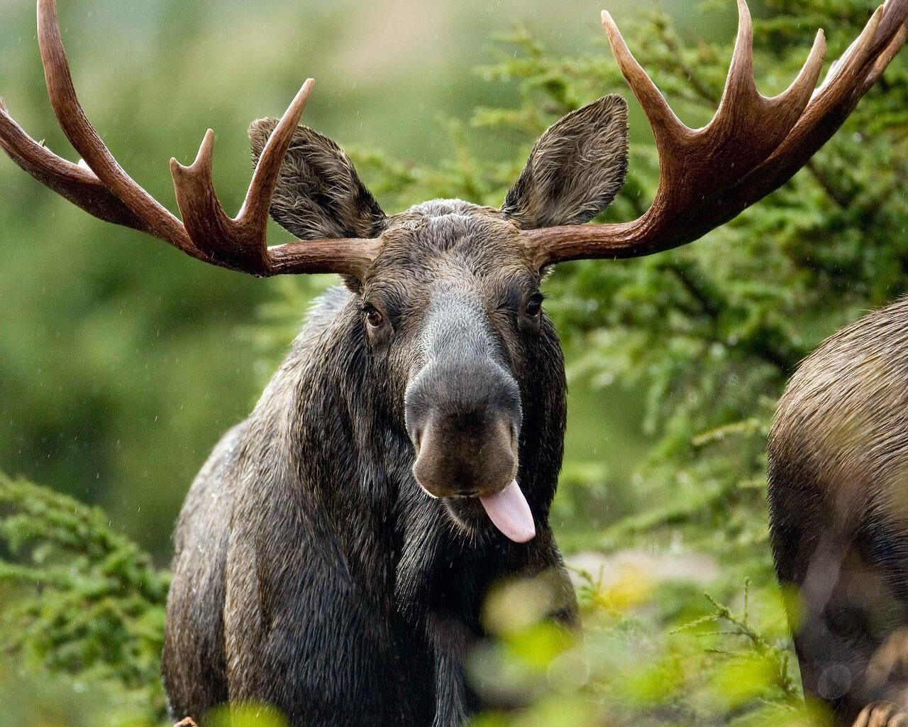 Dlaczego w ZOO nigdy nie ma łosi?