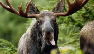 Dlaczego w ZOO nigdy nie ma łosi?