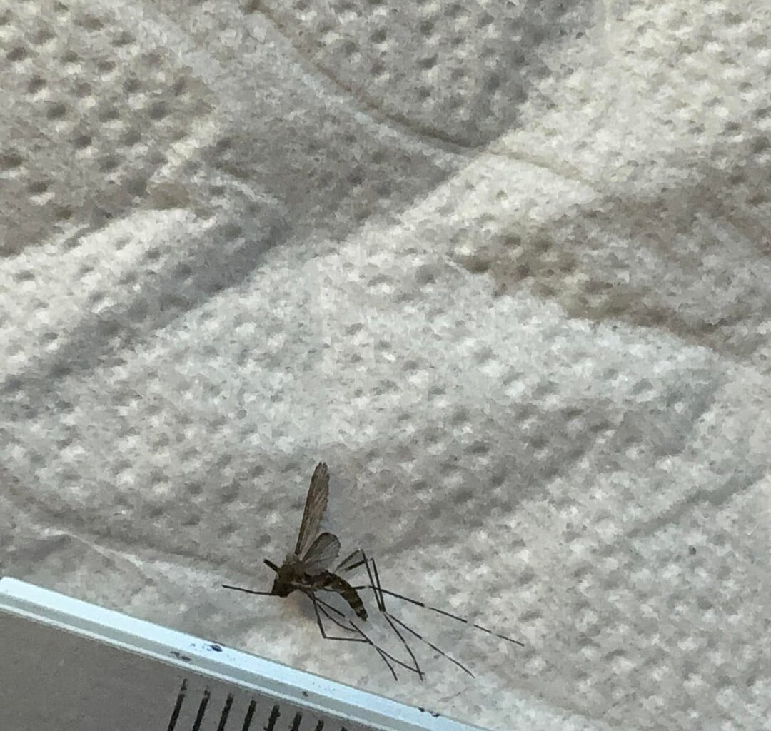 Habe ich hier eine Ringelmücke oder tatsächlich eine Tigermücke erwischt?