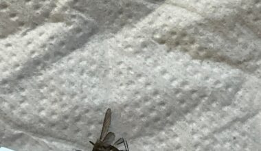 Habe ich hier eine Ringelmücke oder tatsächlich eine Tigermücke erwischt?