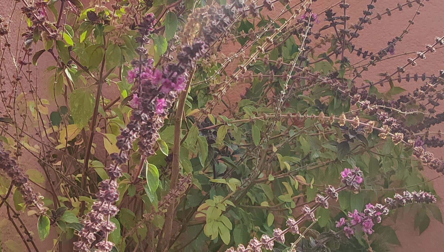 Südbalkon - Pflanzentipps?