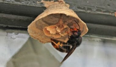 Seven queen yellow-legged hornets found in Auckland so far
