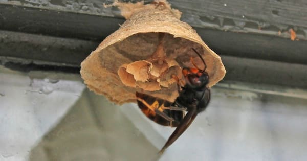 Seven queen yellow-legged hornets found in Auckland so far