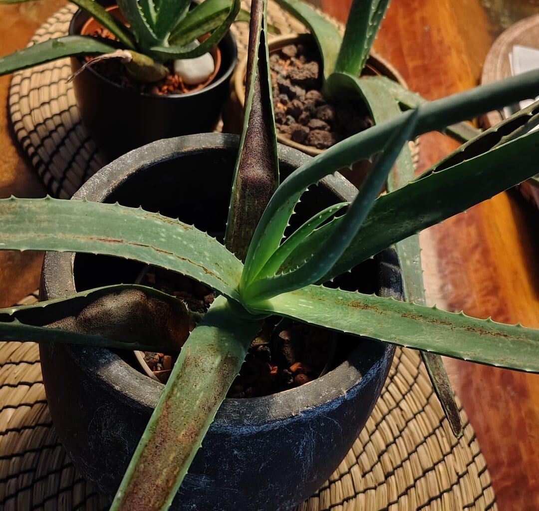 Help with my aloes