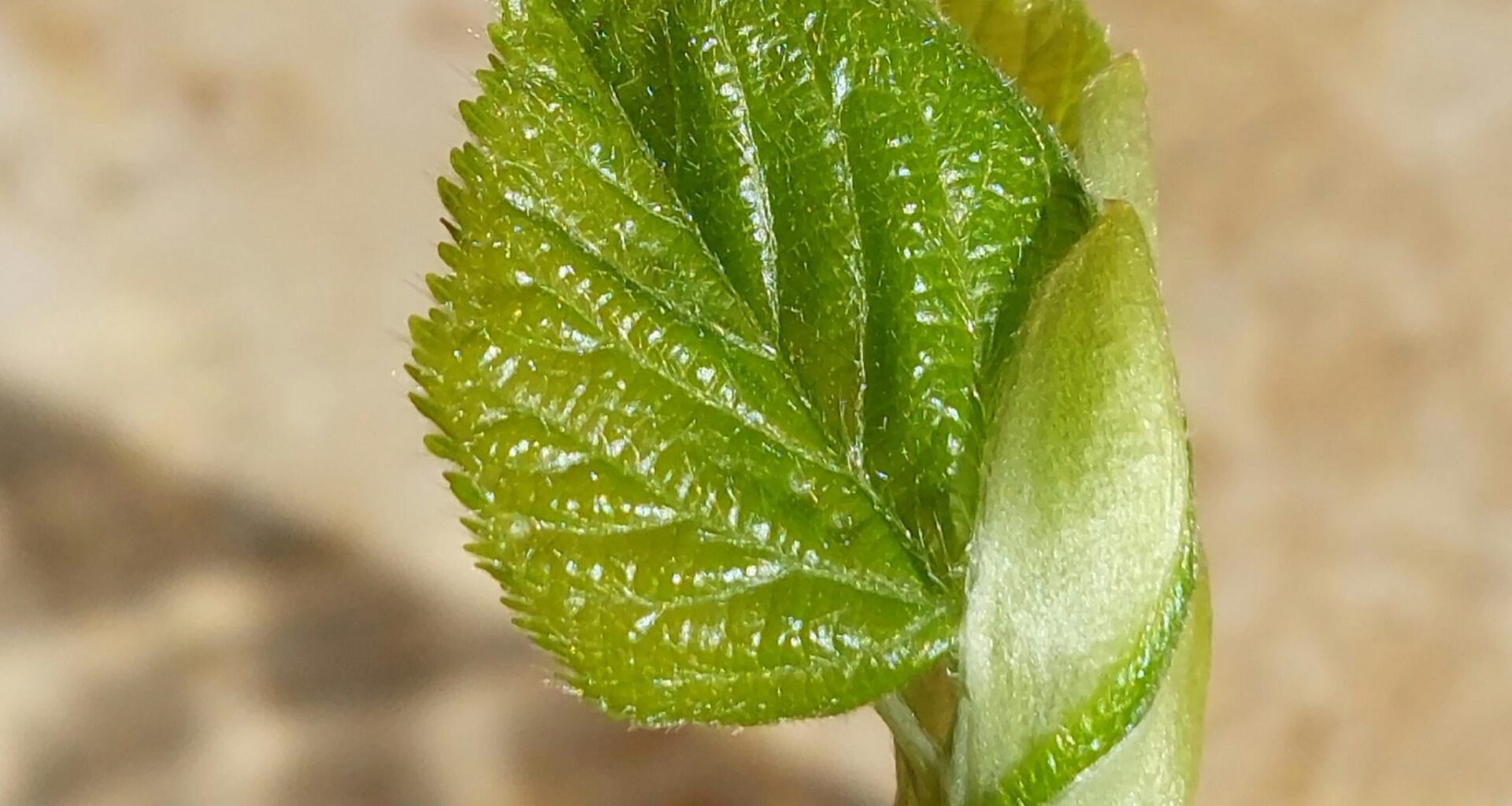 Ein erstes Blatt im Frühling.